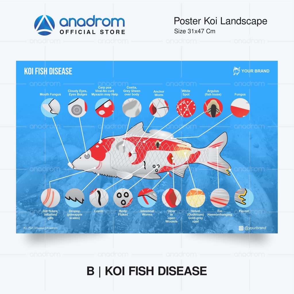 Koi Fish Landscape Posters & Stickers I Koi Varieties Posters | Koi ...