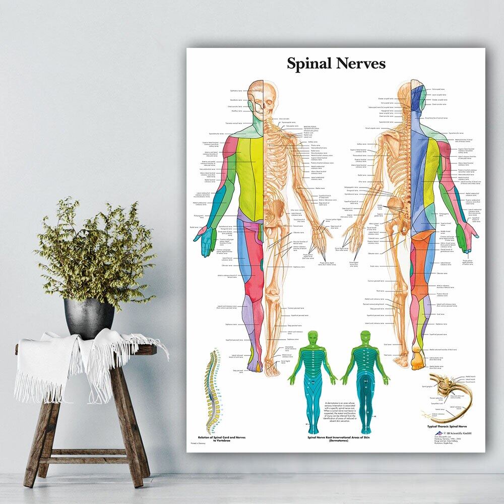 Spinal Nerve Brain Anatomical Human Nordic Poster Body Map Wall Art ...