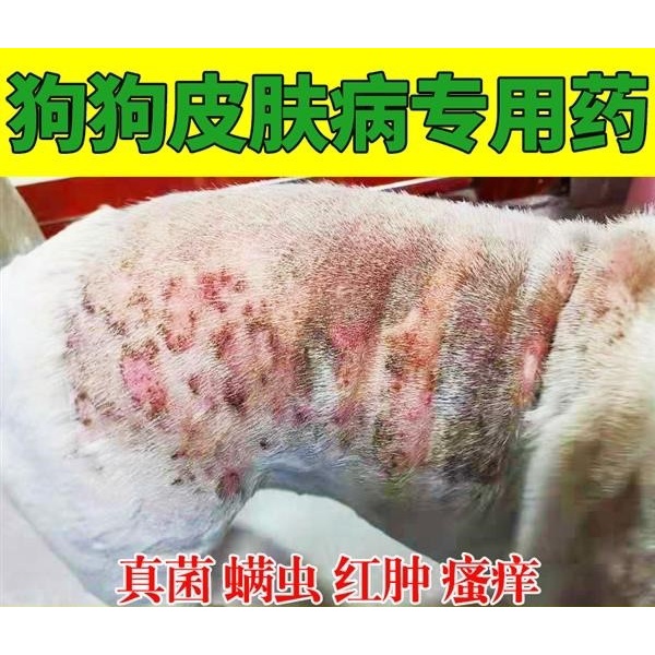 Semburan khas untuk penyakit kulit anjing ubat topikal untuk merawat