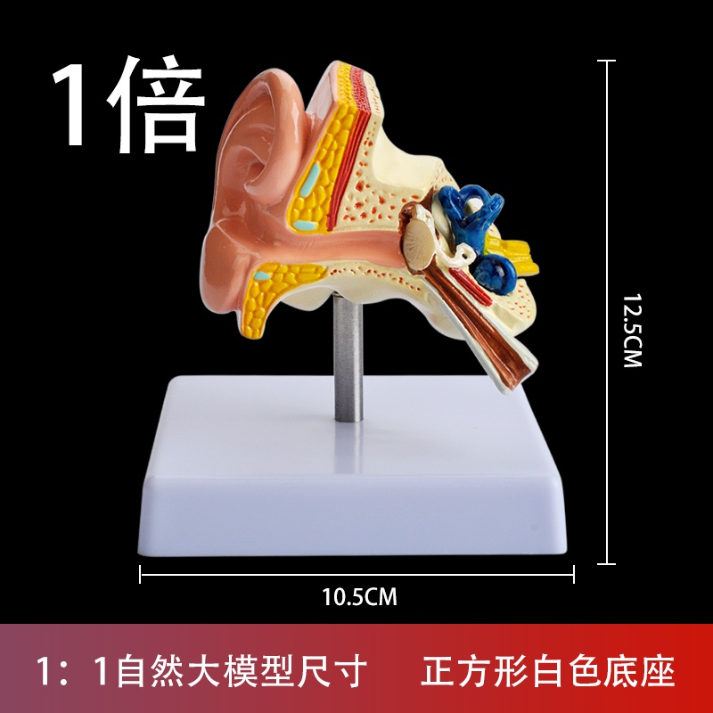 Tianyi Ear Model Human Ear Anatomy Model Ear Picking Teaching Model Ear ...