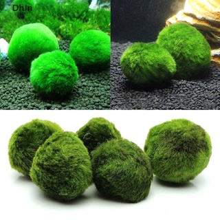 ALL sizes MARIMO MOSS BALLS Cladophora live aquarium plant fish tank shrimp  nano