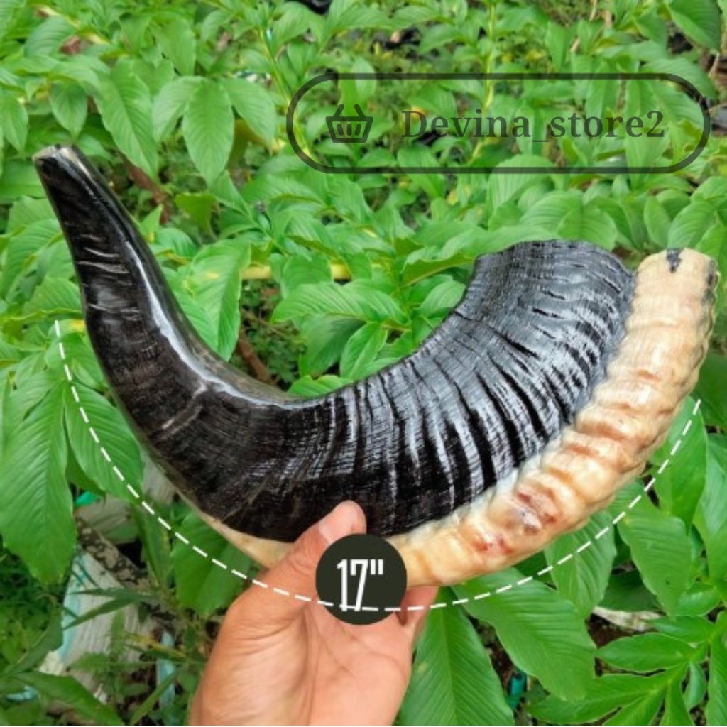 Shofar ram Trumpet Trumpet Trumpet Original Trumpet Sheep Horn ...