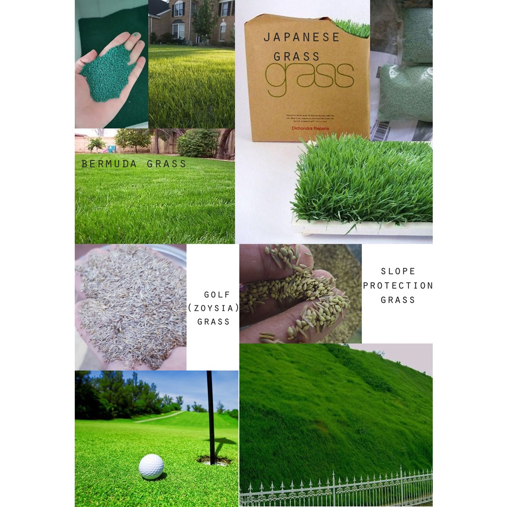 Premium Grade Grass Seed Tester 4 in 1 (Japanese Grass, Bermuda Grass