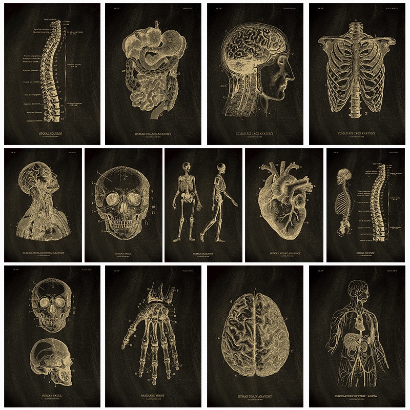 Human Structure Anatomy System Schematic Chart Medical Promotional Wall ...