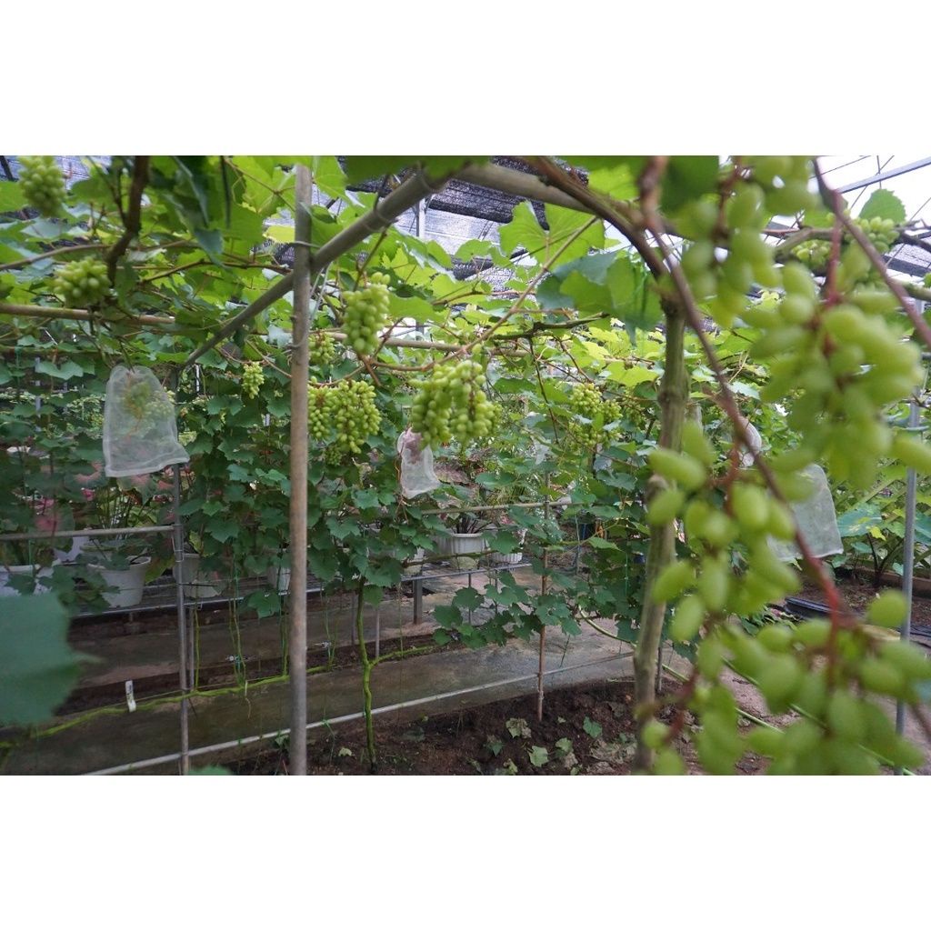 Zety Roses Tanah Organik untuk Semua Tanaman Bunga, Sayur, Buah, Pokok ...