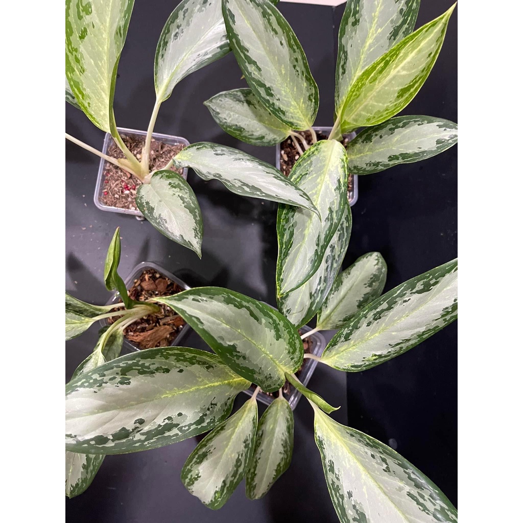 Aglaonema Pataya Silver/Crispum Silver stable root indoor plants size ...
