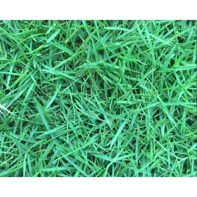 [500seed]Manila Grass Seeds Seed Biji Benih Rumput Manila, Carpet Grass