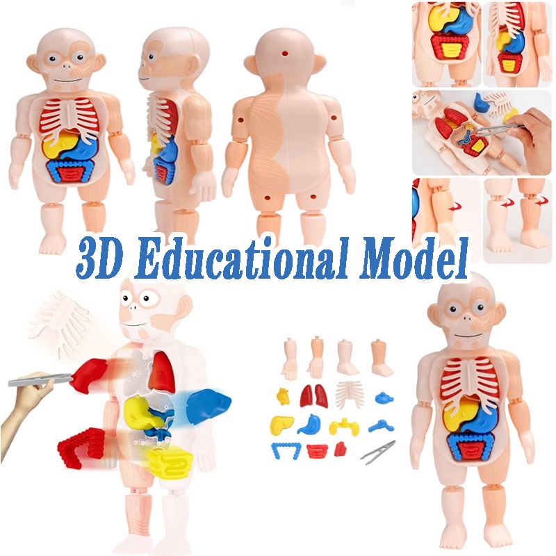 Plastic DIY Human Body Model Toy 3D Anatomy Puzzle Education Building ...