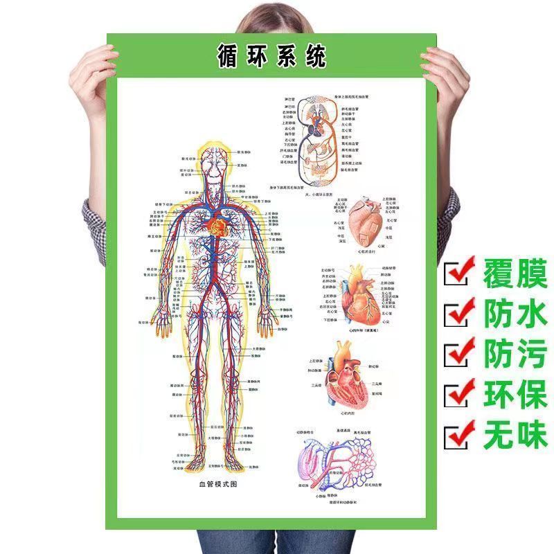 Hot Sale Special Offer Human Body Blood Circulation System Wall Chart Traditional Chinese