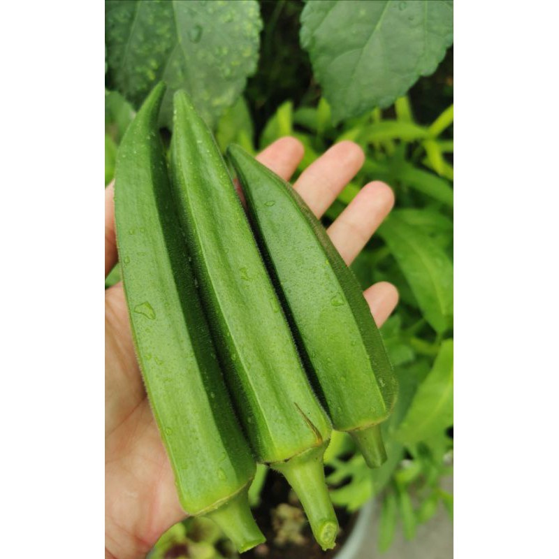 [20biji]Benih Bendi Pokok Rendah Okra|矮树羊角豆种子 | Shopee Malaysia