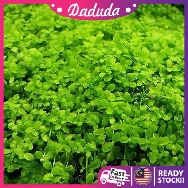 Hemianthus callitrichoides 'Cuba' (wabikusa) Shrimp safe / HC / Cuba Aquarium Carpet plant