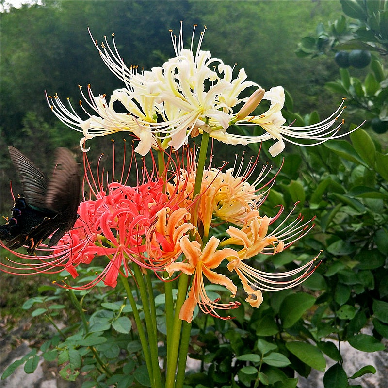 2 bulbs Lycoris seeds flower potted green plant mandala bulb plant