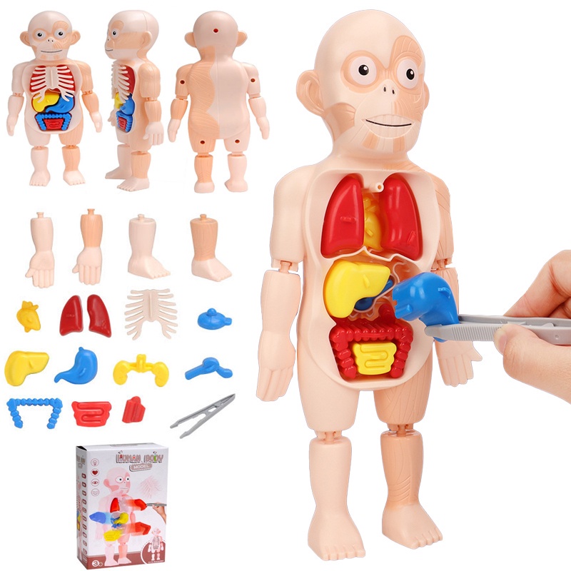 3D Puzzle Human Body Anatomy Model Toys Kid Montessori DIY Organ ...