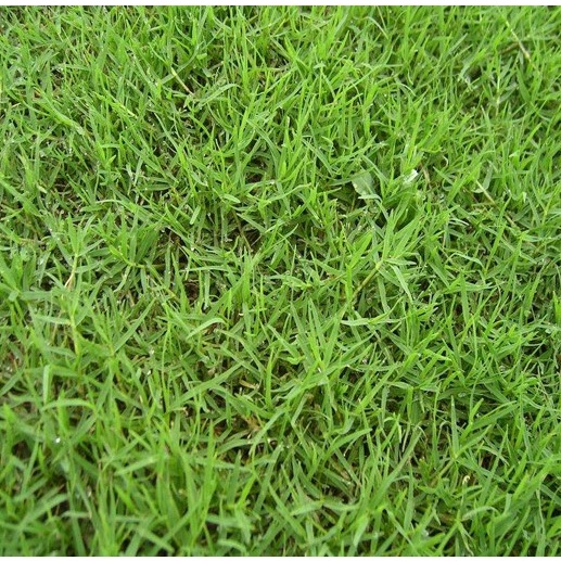 [500seed]Bermula Grass Seed Grass Carpet Biji Benih Rumput Bermuda