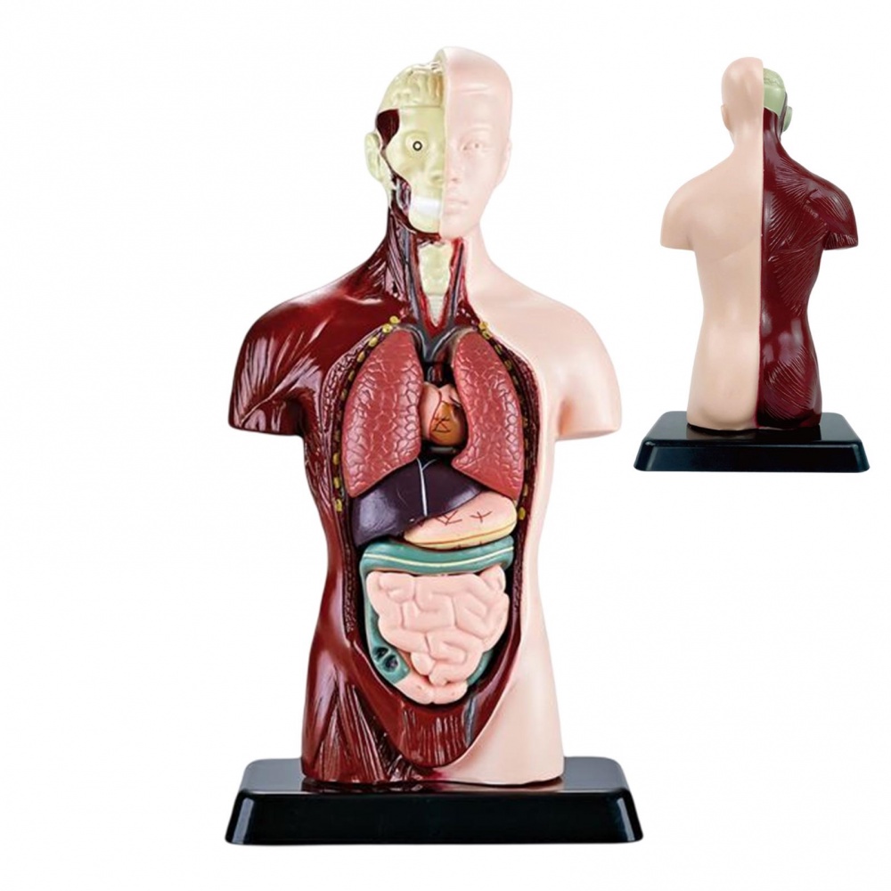 Human Body Model Human Torso Anatomy Model 6 Parts Removable Parts