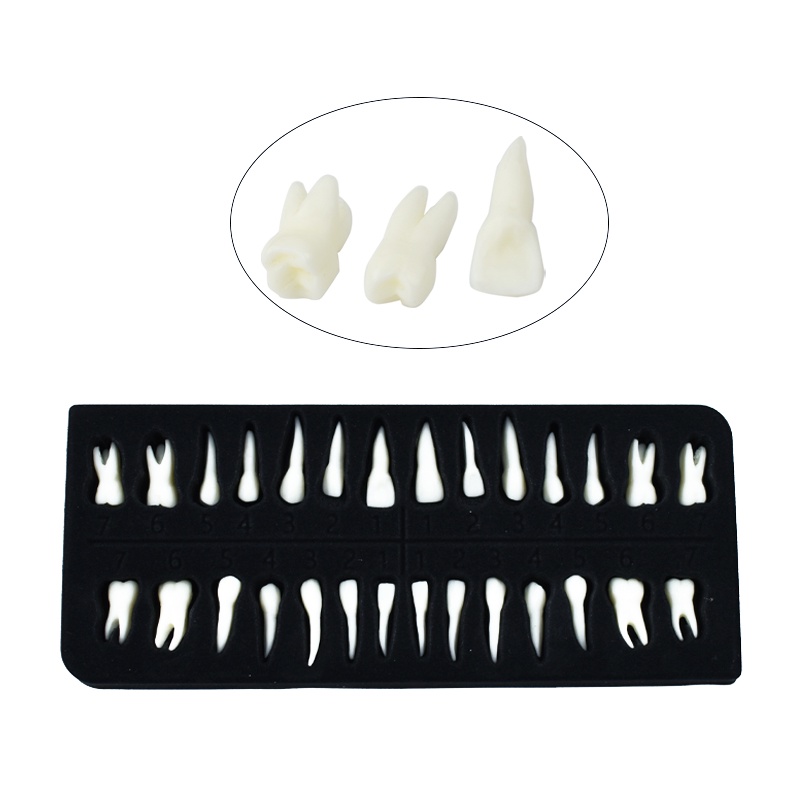 28 Full Mouth Tooth Model Dental Oral Monochrome Permanent Dental Model ...