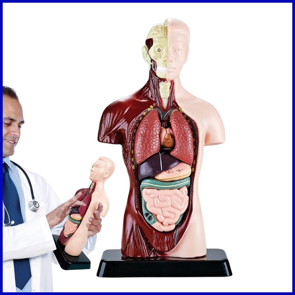 Medicals Torso Human Body Model Parts Anatomy Doll With Accurate Organs Accurate PVC Human