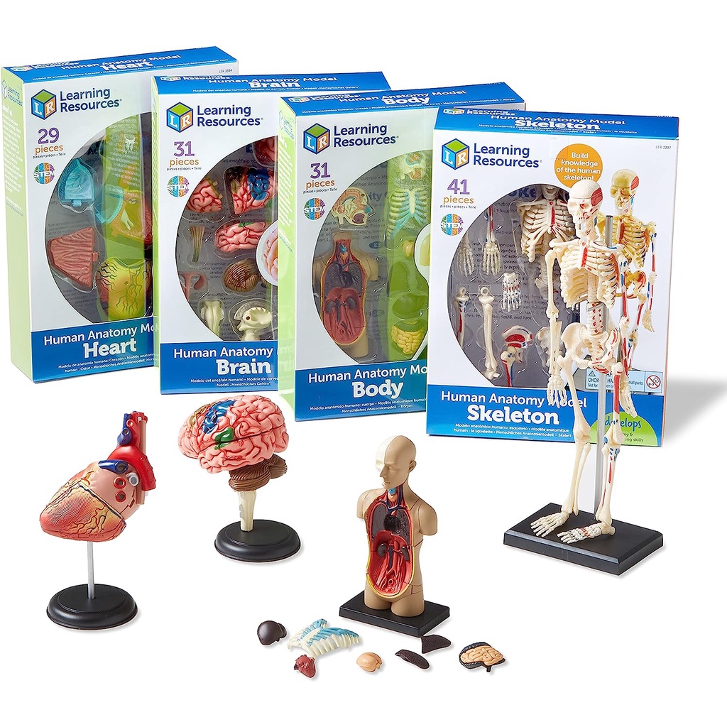 HUMAN BODY ANATOMY SKELETON & ORGAN DIY ASSEMBLY STEM STEAM SCIENCE ...