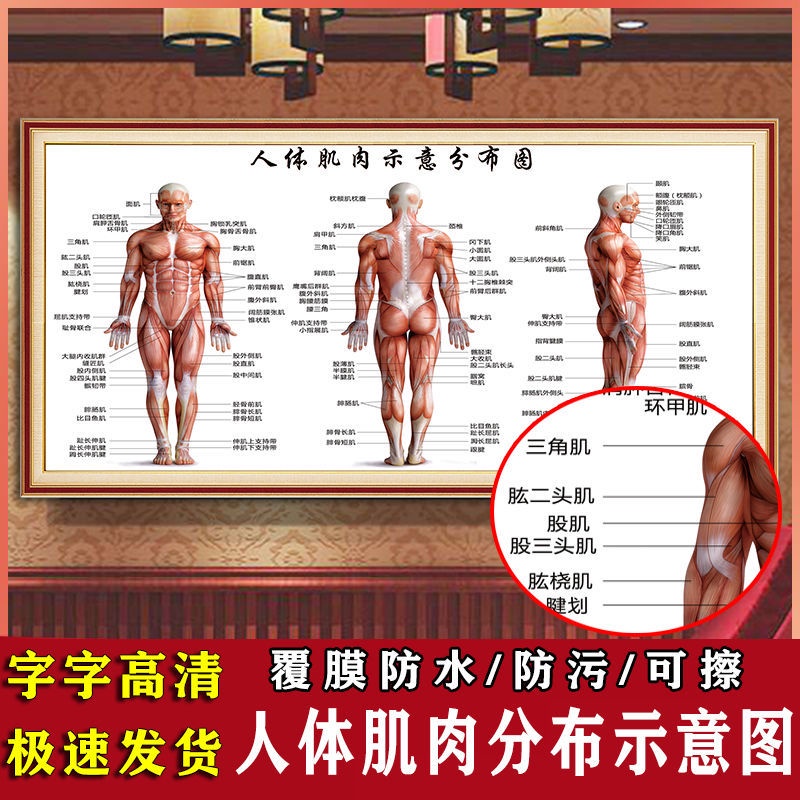 8.15 Hospital Clinic Human Body Muscle Distribution Schematic Diagram ...