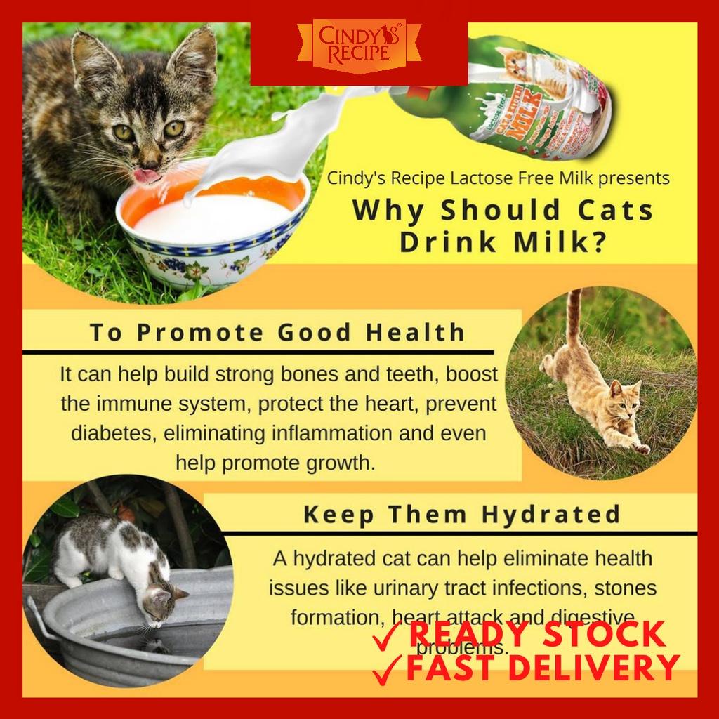 Cat Food Do Cats Like Almond Milk Cats Eat What Milk Is Safe For