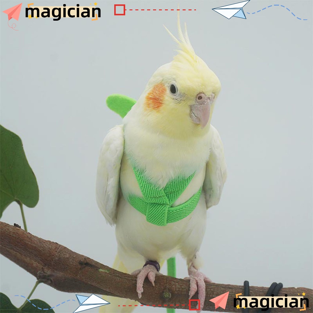 Cockatiel store bird belt