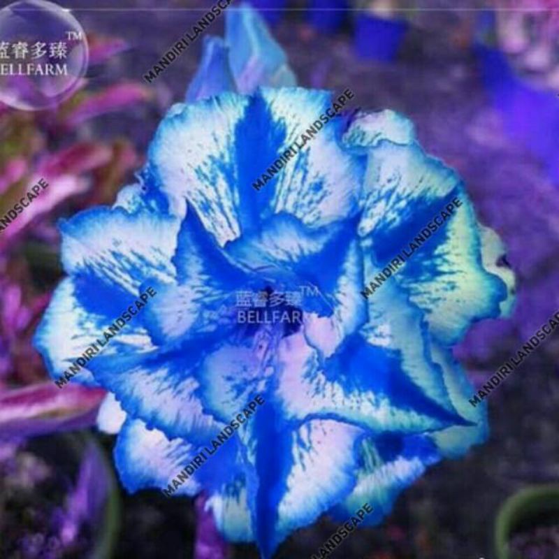 Adenium Blue Ice Frangipani Ornamental Plant Japanese Frangipani plant ...
