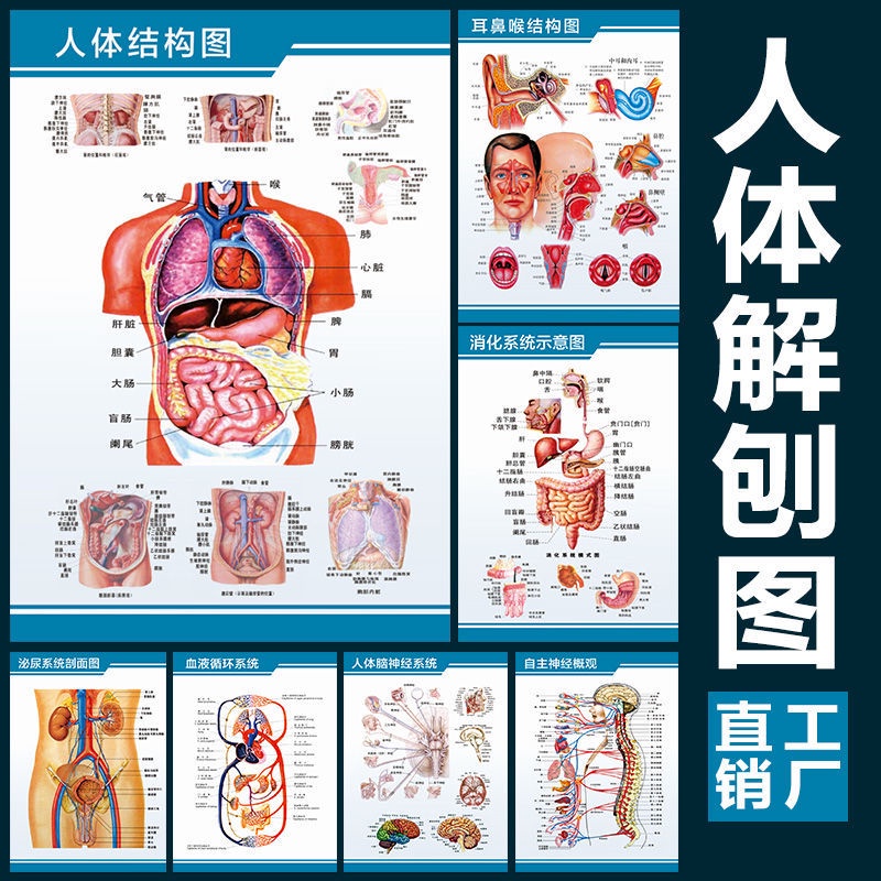 8.15 Schematic Diagram of Internal Organs Anatomy System Medical