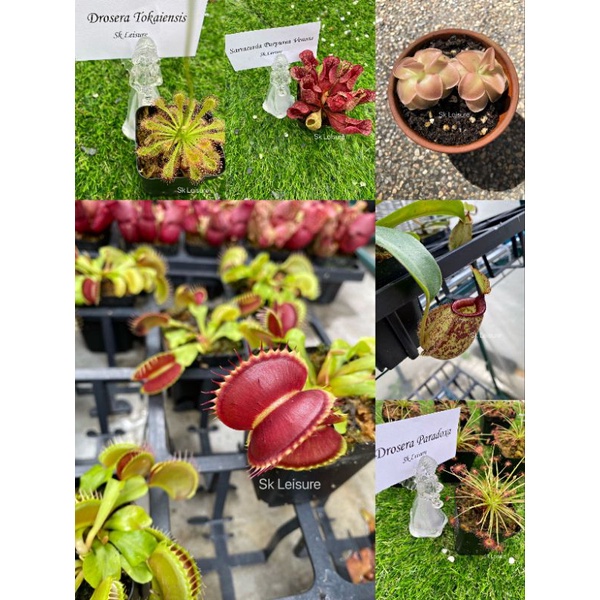 Venus Flytrap plant 捕蝇草/ Sundew / Sarracenia Purpurea Venosa-Live ...