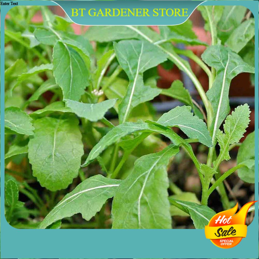 20pcs Seed Arugula Rocket Wasabi Horseradish Vege Biji Benih Sayur