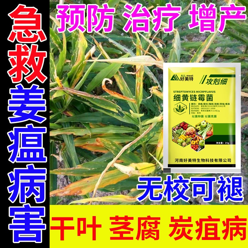 Ginger Plague Ginger Disease Whole Treatment Ginger Sterilizer Ginger