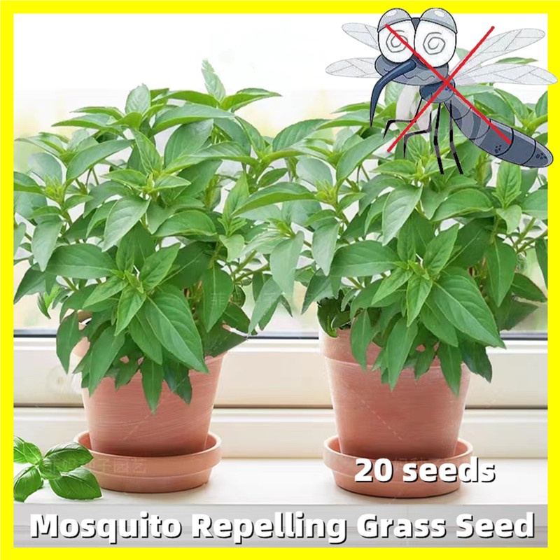Mosquito Repelling Grass Seed Seeds Citronella Mosquito Repelling Plant
