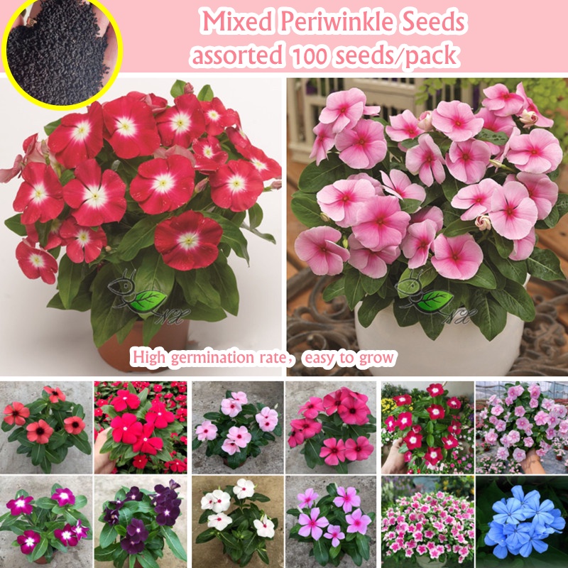 100 Seeds/bag Color Mixing Bonsai Periwinkle Seed for Planting ...