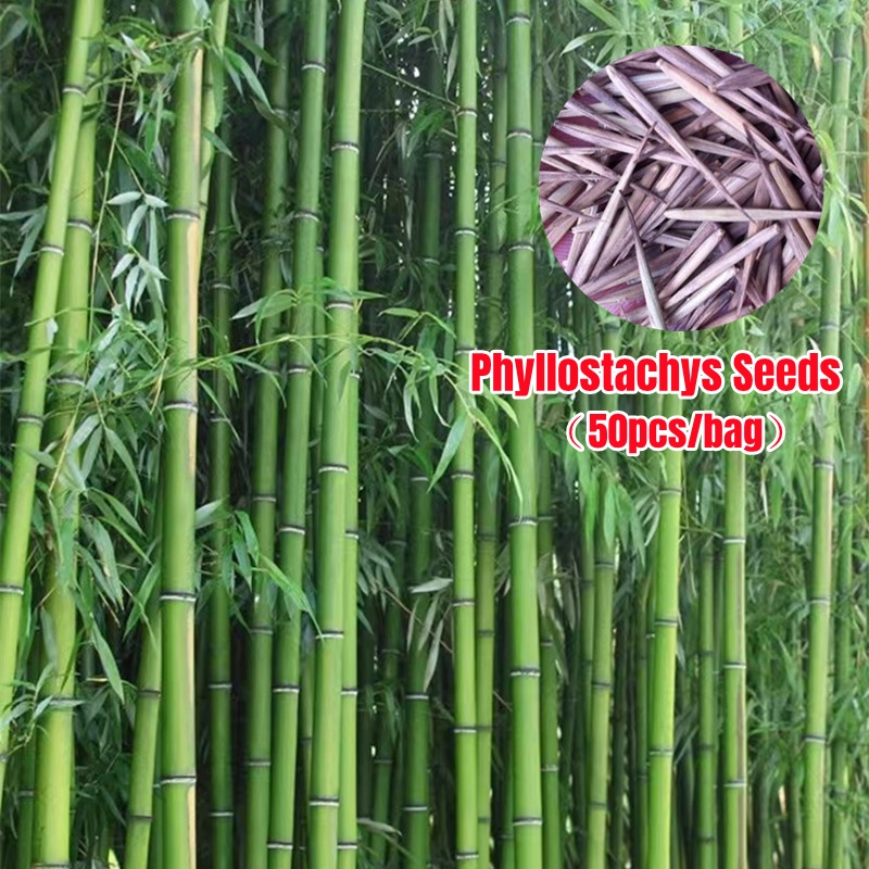 50seeds Giant MosoBamboo Seeds Phyllostachys Seeds for Planting