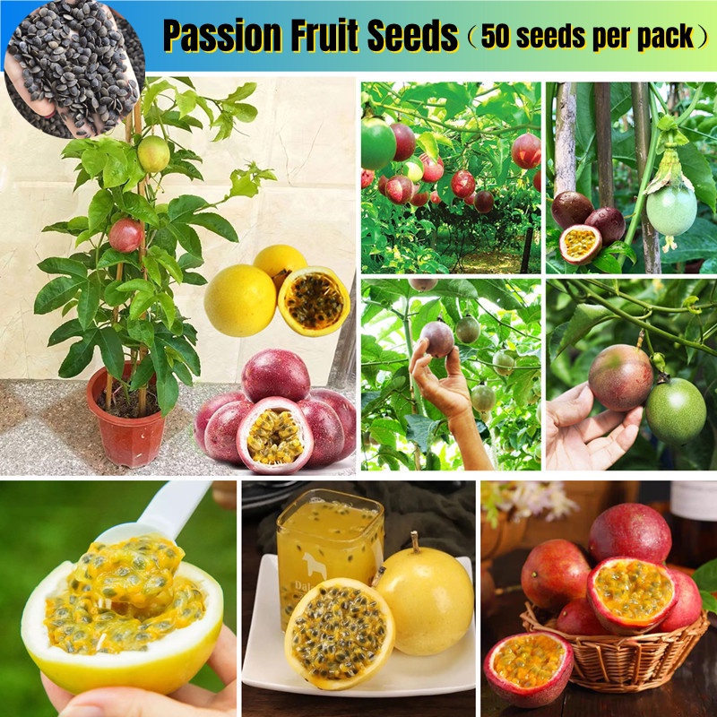 Biji Benih Buah Markisa Passion Fruit Plant Seed（50 Pcs/bag）benih ...