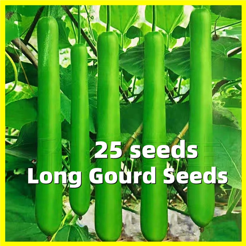 Long Bottle Gourd Seeds 25 Seeds Giant Long Variety Zucchini Seeds Loofah Sponge Gourd
