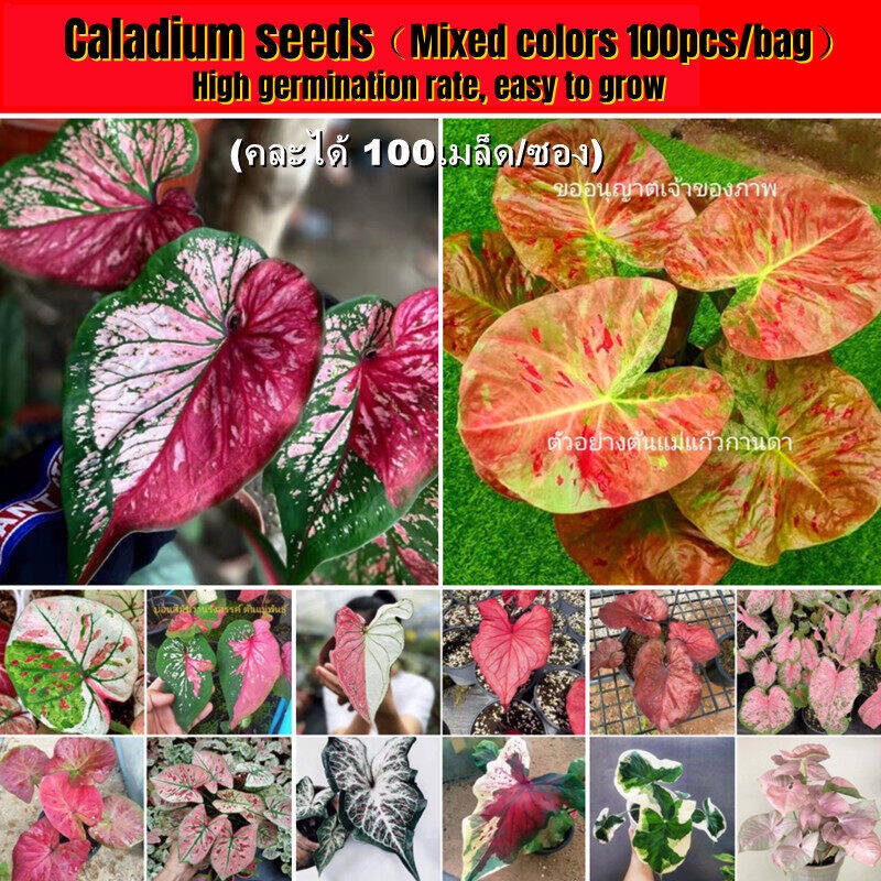 Super Hot Mixed Colors Caladium Seeds for Planting (100 Seeds) Benih ...