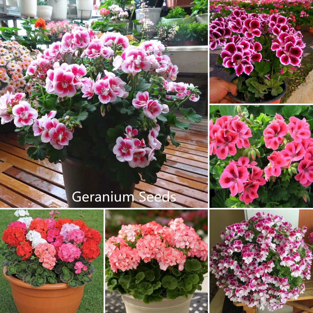 [Fast Grow] Ready Stock 100 Pcs Multi Color Geranium Seeds Plant Seeds