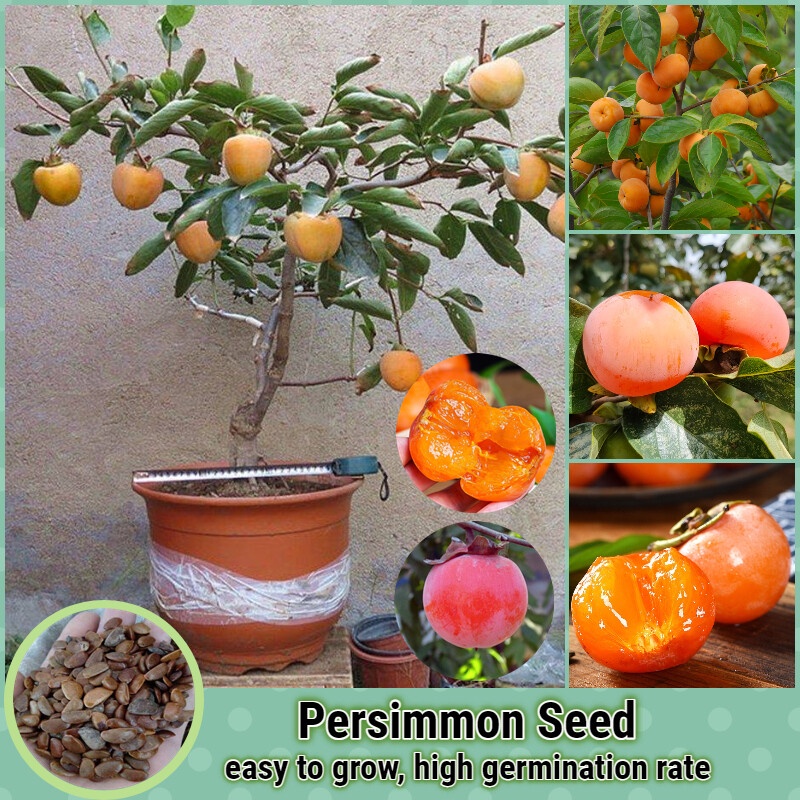 Planting Persimmon Seeds