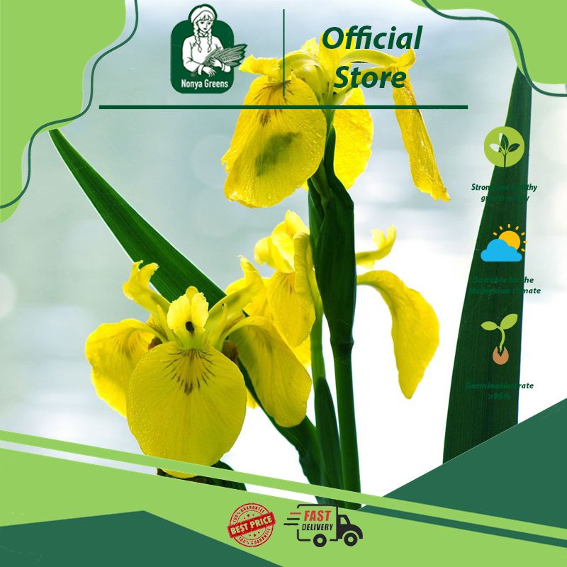 Yellow iris seeds Nonya Greens iris flower seeds beautiful and unique