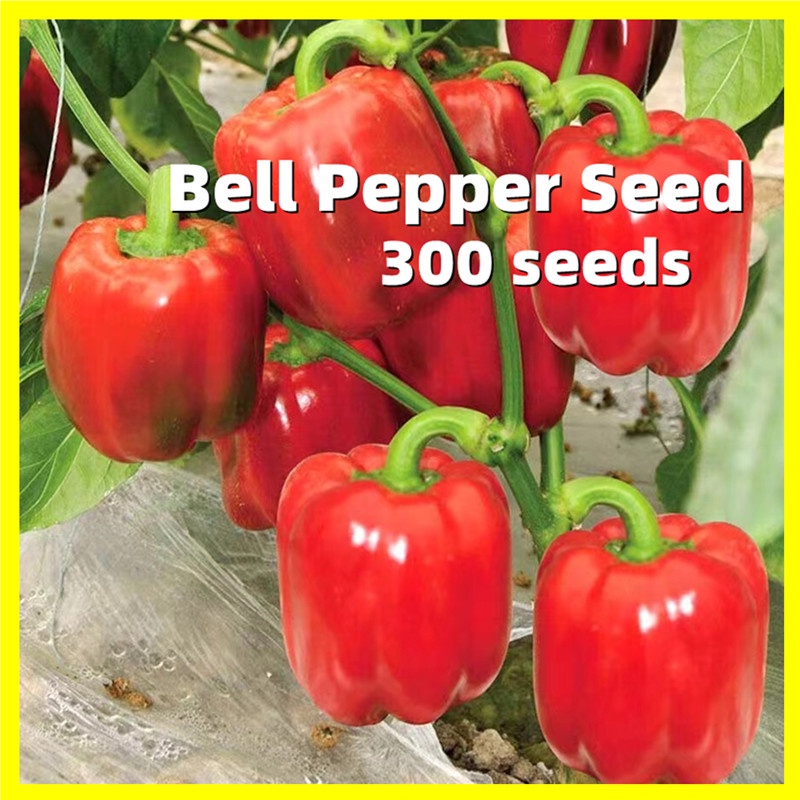 Bell Pepper Seed 300 Seeds Sweet Bell Pepper Seeds for Planting