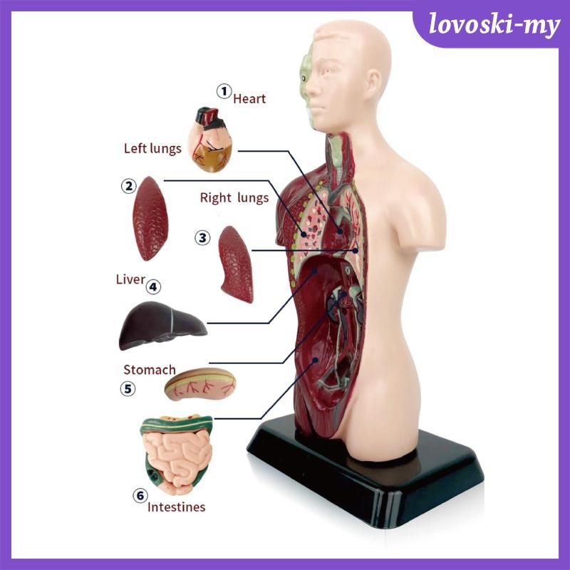 [LovoskiMY] Human Body Model Removable Humam Model 5 Removable Parts ...