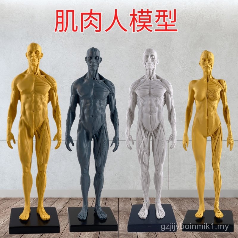Design Painting CG Reference Medical Skull Bust Art Use Human Muscle ...