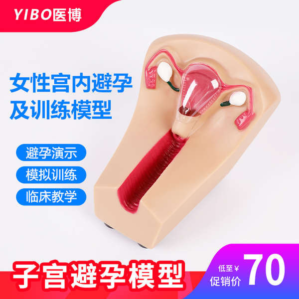 human anatomy physiology model body Medical Female Intrauterine ...