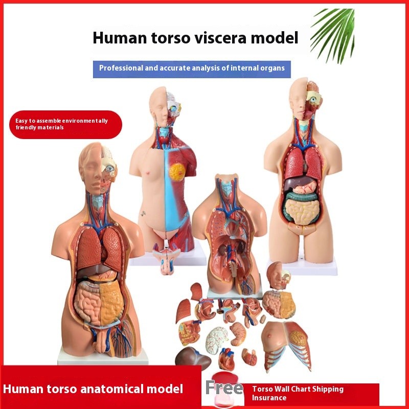 Human Anatomy Model Organ Detachable Medical Teaching Heart Internal ...
