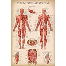 Palace Learning Vintage Muscular System Anatomical Chart Human Muscle ...