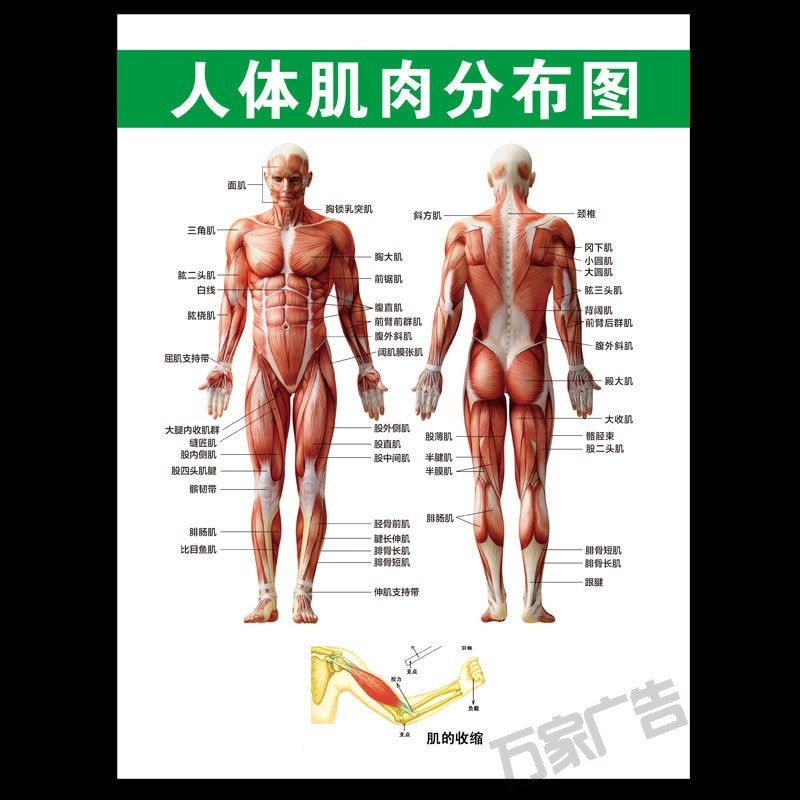 Human Body Muscle Map HD Muscle Bone Map Human Body Internal Organs ...