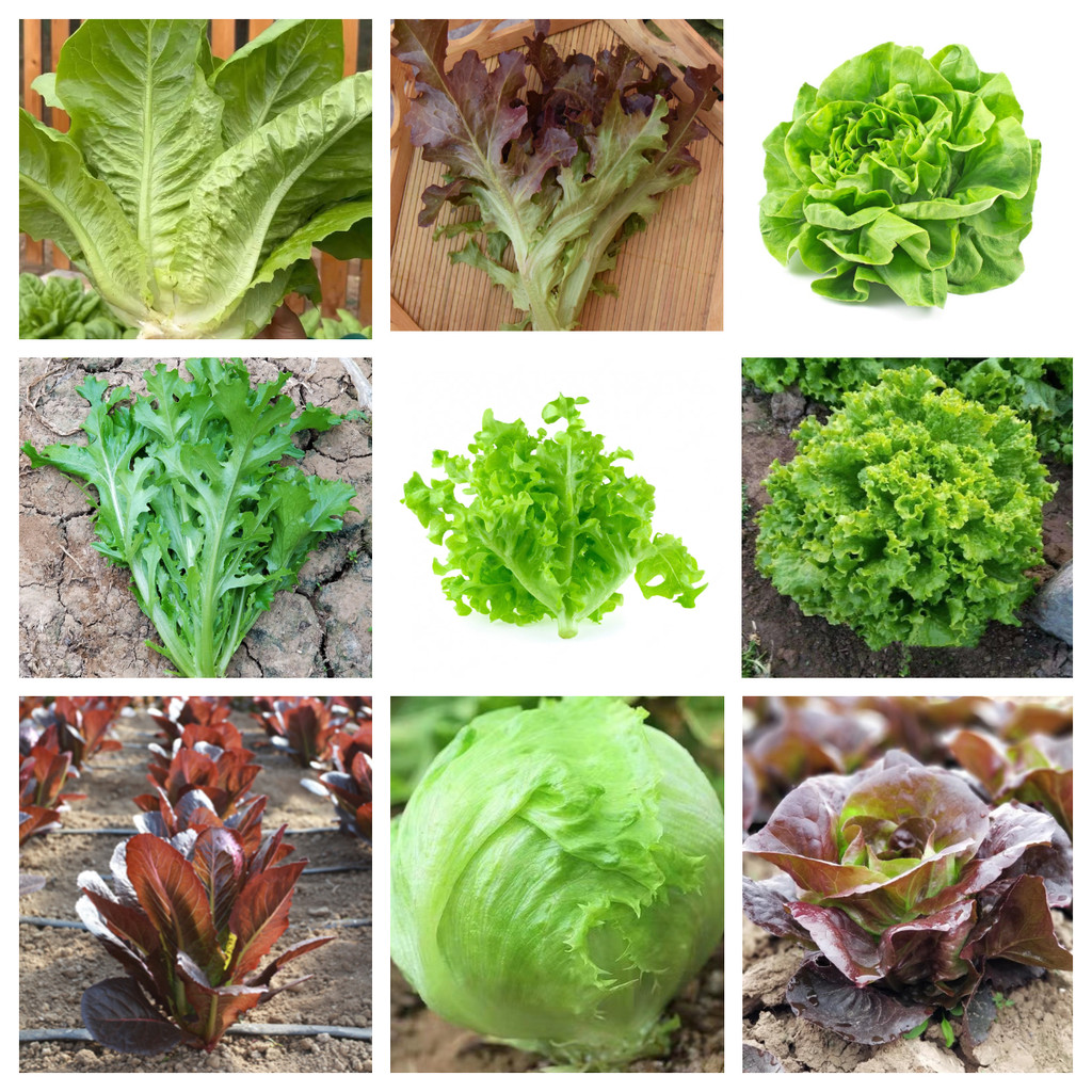 100pcs 10 jenis benih sayur salad hijau ungu/Salad Lettuce seeds green ...