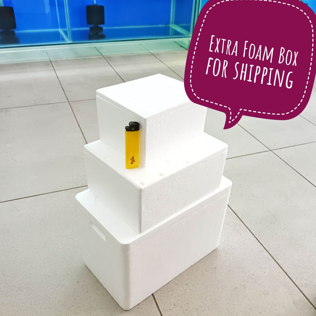Foam Box for Shipping polyfoam fish box 保温保利龙箱 鱼箱 | Shopee Malaysia