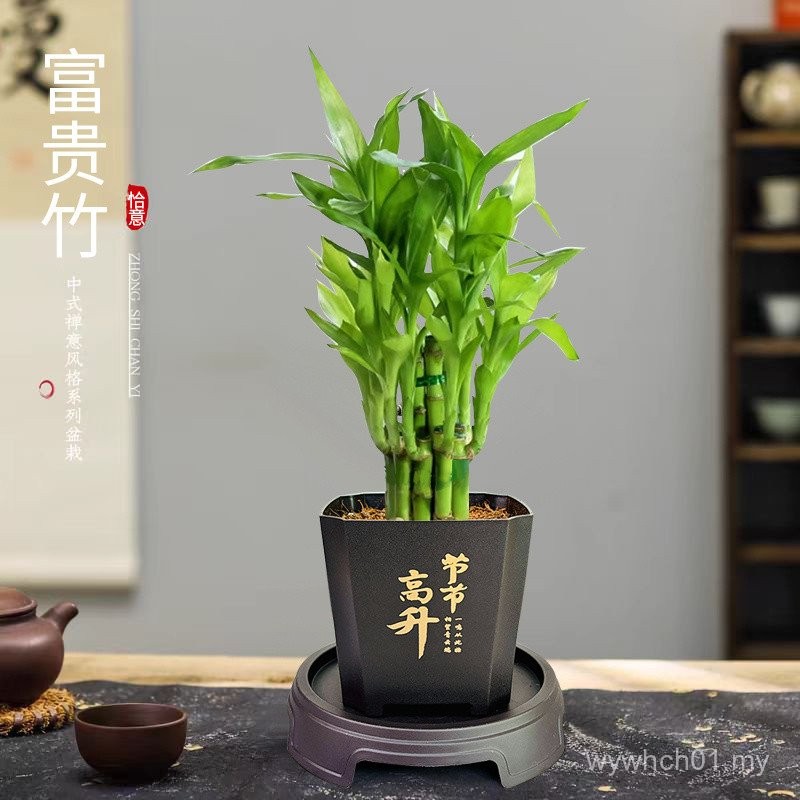 Fugui Bamboo Potted Plant Indoor Air Purification Green Plant Lotus ...