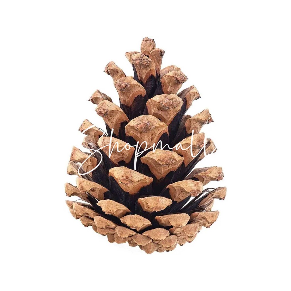 Large Natural Dried Pine Cone White Pine Cone / Pet Bedding for Isopod ...
